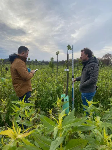 Growing a Greener Future: Paulownia Carbon Sequestration in The Netherlands