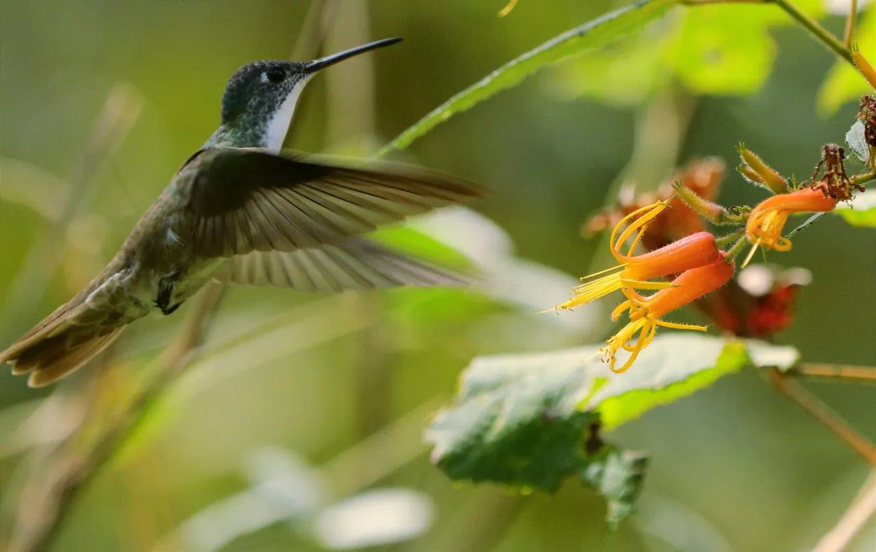 Preserving Indigenous Forest Landscapes in Oaxaca