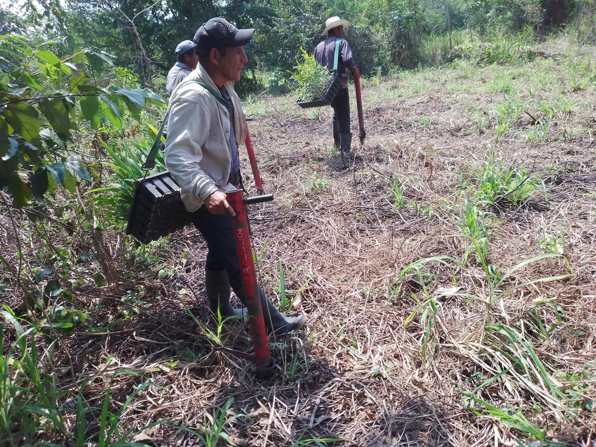 Restoring the Jaguar’s Realm: A Reforestation Initiative in Southeast Mexico