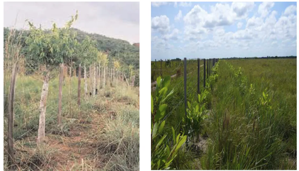 Restoration of Degraded Areas and Reforestation in Cáceres and Cravo Norte, Colombia