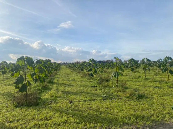 Growing a Greener Future: Paulownia Carbon Sequestration in The Netherlands