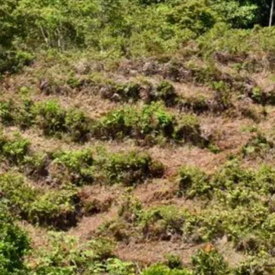 Generation Forest Group Project