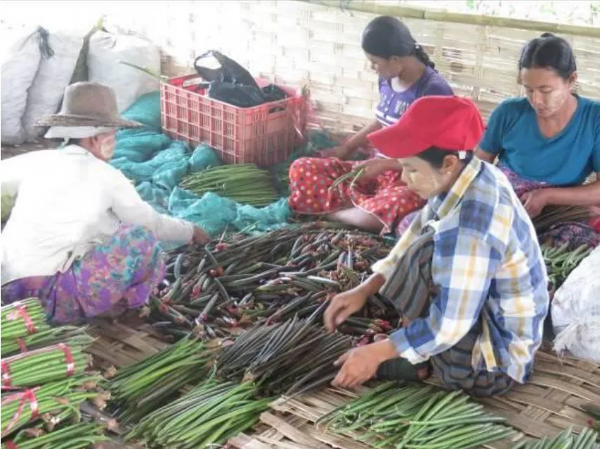 Mangrove Restoration in Myanmar