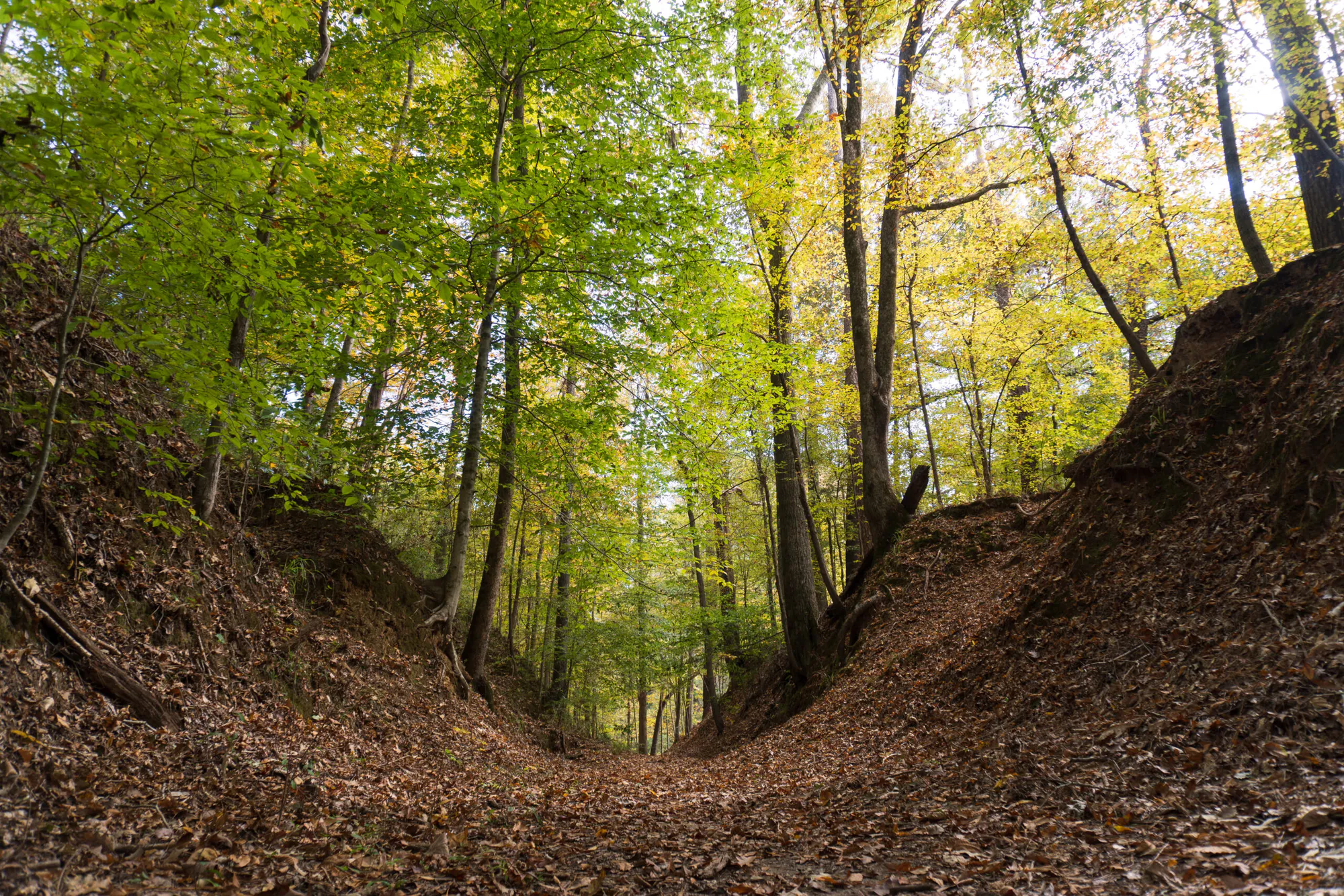 Sustaining Forest Carbon: Indigenous Led Forest Carbon Initiative