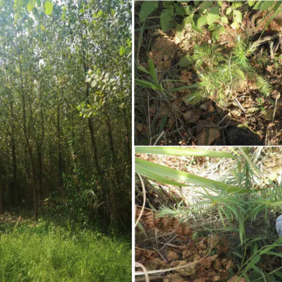 Carbon Removals Project Reforesting Barren Lands