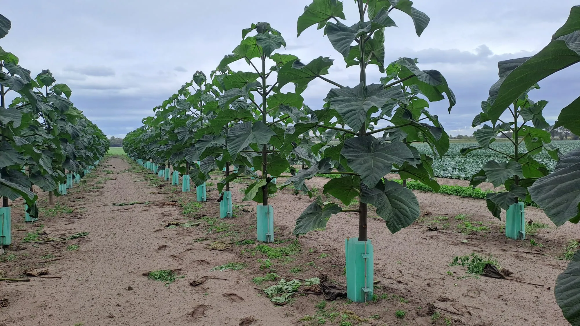 Paulownia Agroforestry in the Netherlands