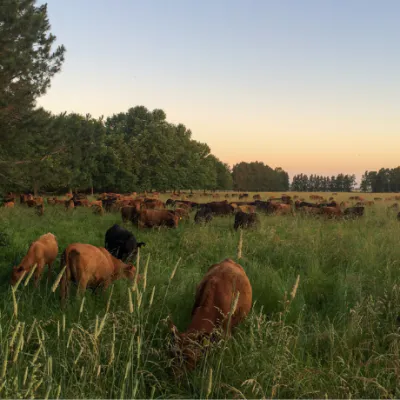 Reviving Grasslands: Restoring South America’s Rangelands