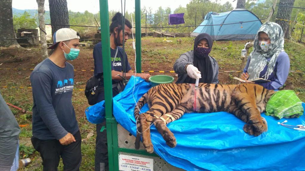Protect the Leuser Ecosystem on the island of Sumatra