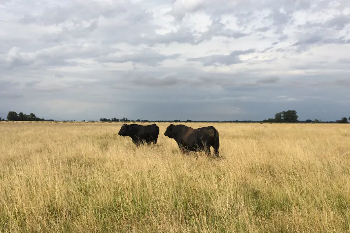 Reviving Grasslands: Restoring South America’s Rangelands