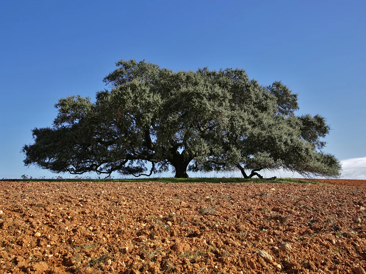 11 Incredible Trees that are Worth Saving the Planet For