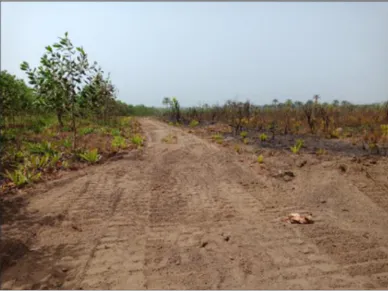 Reforestation of Degraded Forest Reserve Areas in Ghana, West Africa