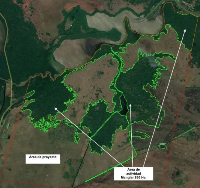 Mangrove Restoration in Mexico – Manglares Ursulo Galvan