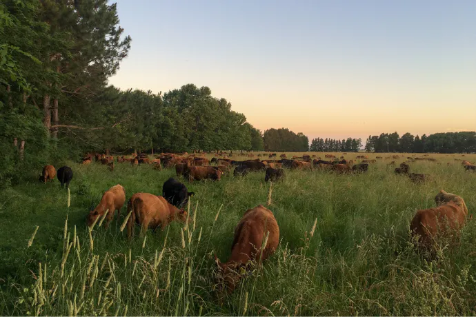 Reviving Grasslands: Restoring South America’s Rangelands