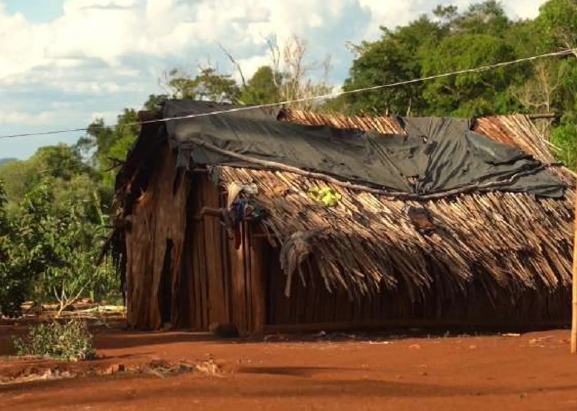 Parana Rainforest Restoration