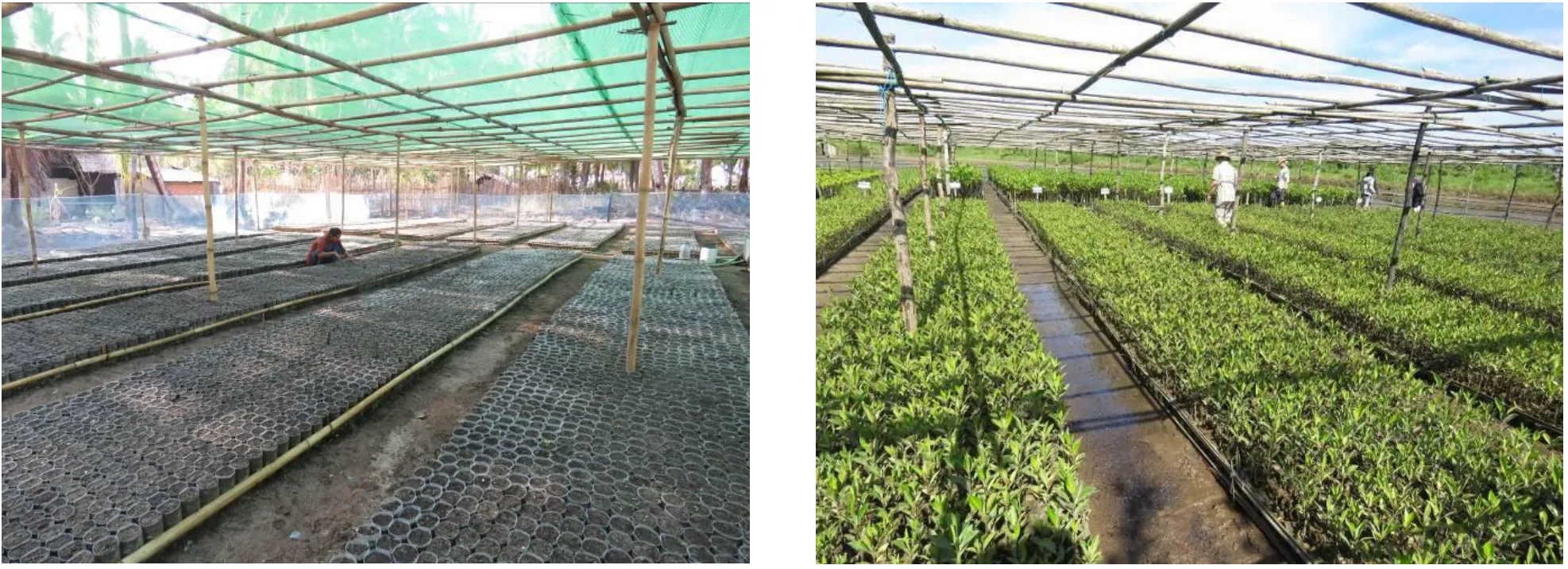 Mangrove Restoration in Myanmar