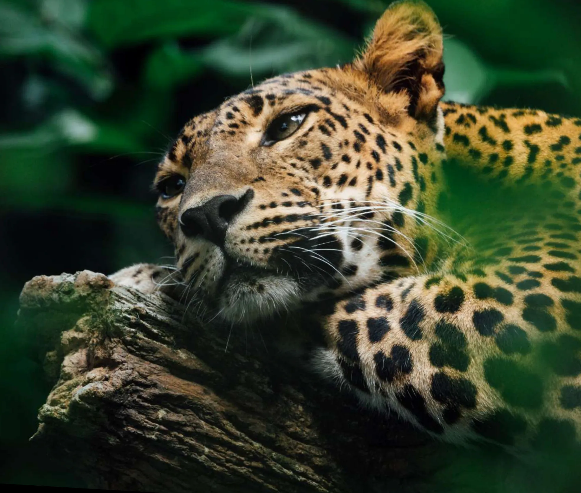 Parana Rainforest Restoration