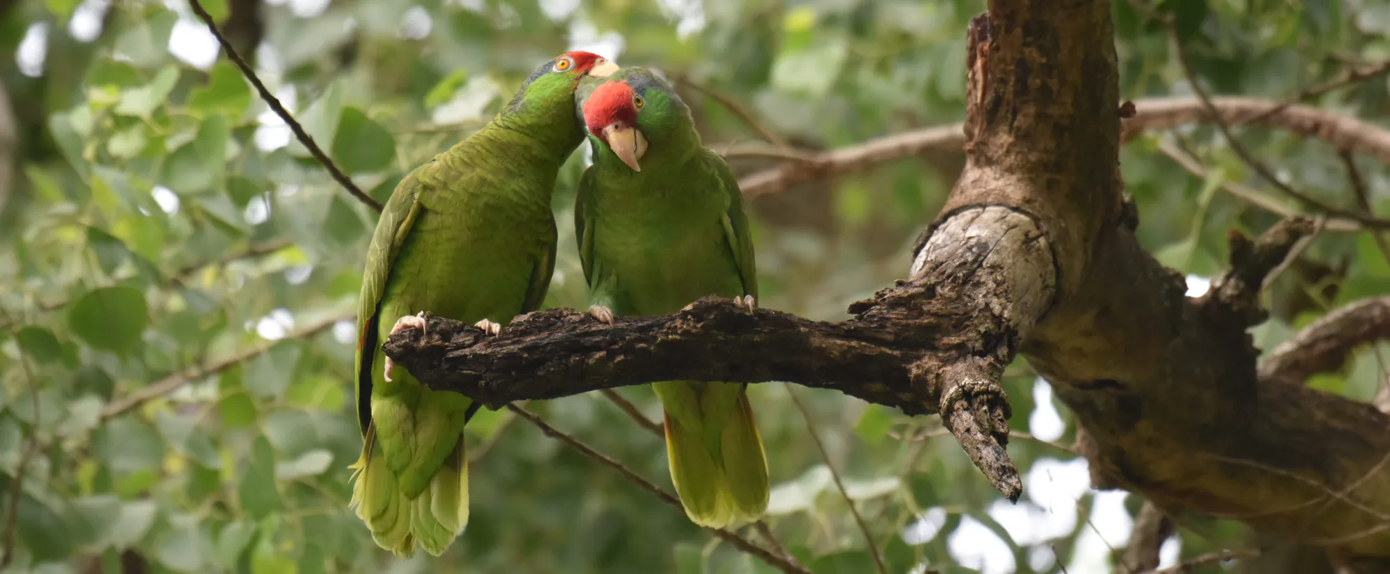 Protect Mexico’s Monarch Corridor in the Sierra Madre Oriental mountains
