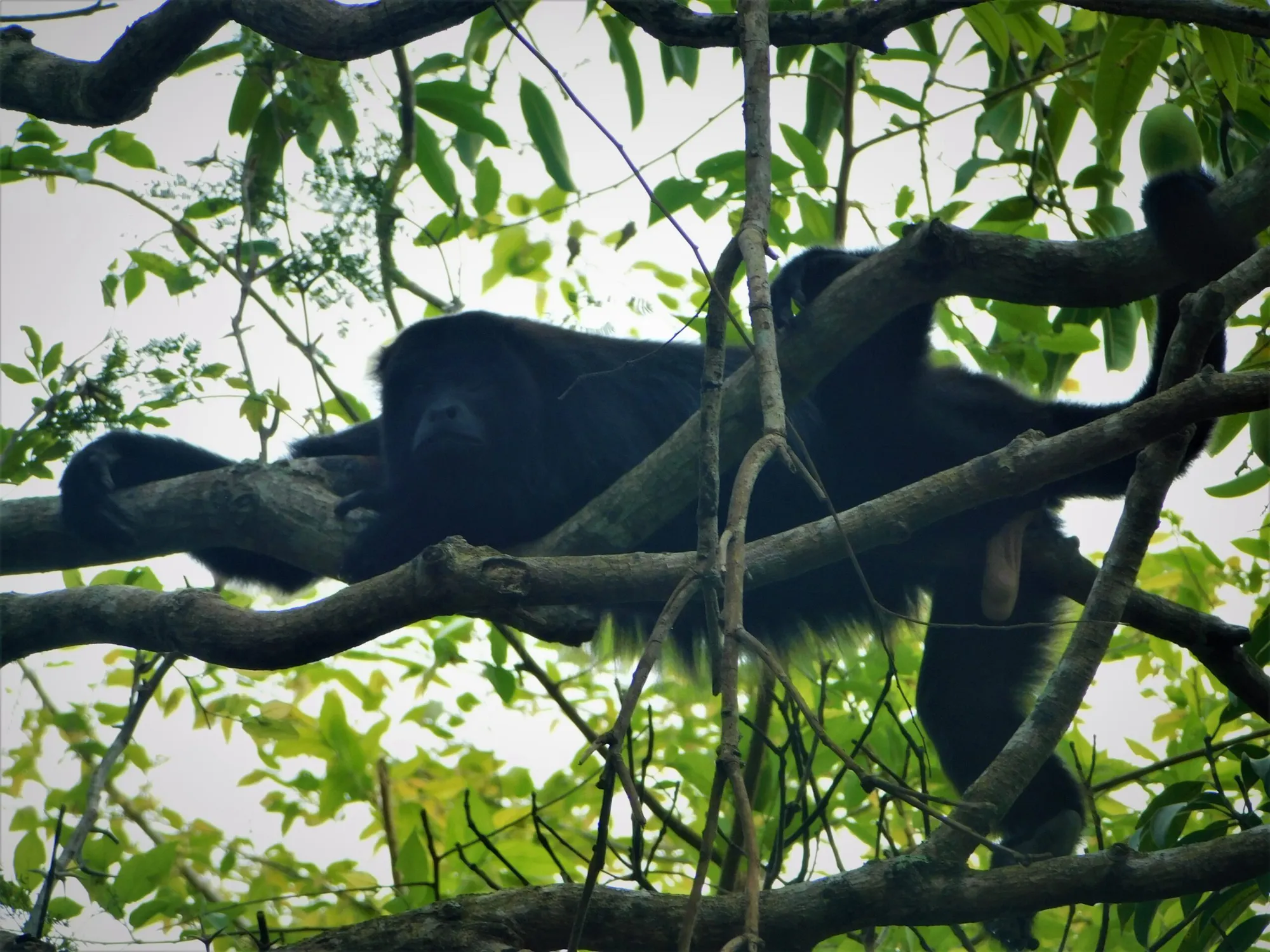 Restoring the Jaguar’s Realm: A Reforestation Initiative in Southeast Mexico
