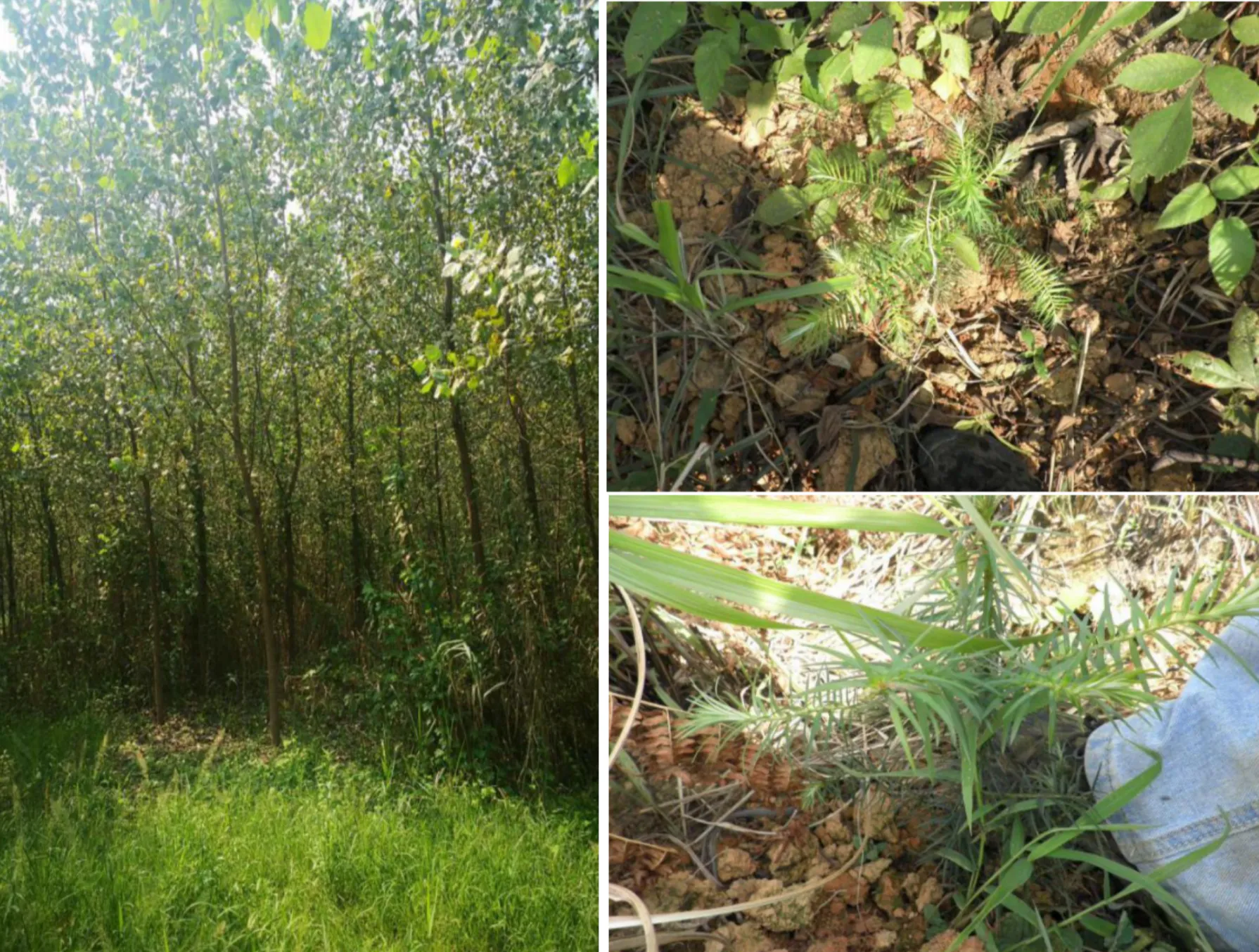 Carbon Removals Project Reforesting Barren Lands