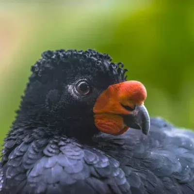 Save the Brazilian Amazon