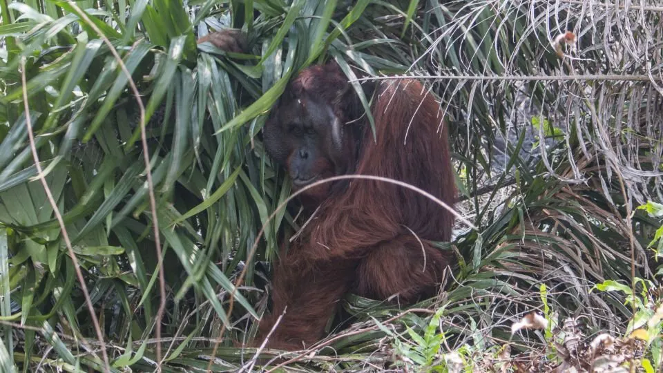 Orangutan Protection in West Kalimantan