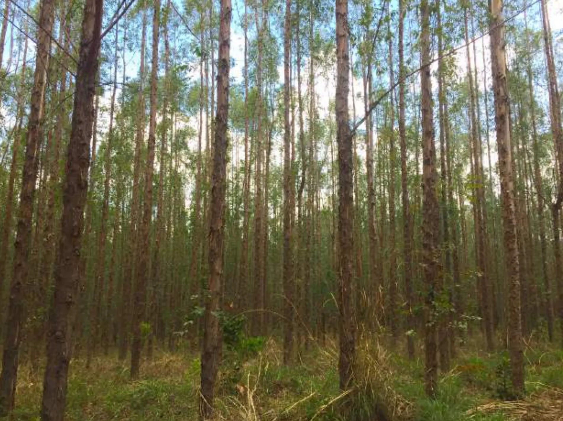 Yagual – Conservation, Restoration, Carbon Sequestration Grouped Project