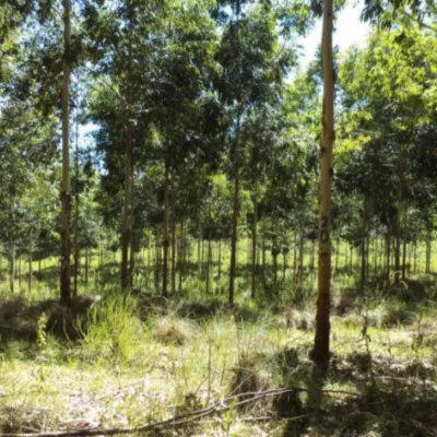 Reforestation of Degraded Grasslands in Uruguay