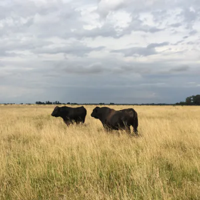 Reviving Grasslands: Restoring South America’s Rangelands