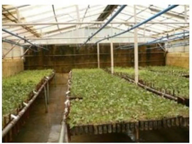 Reforestation of Severely Degraded Farm Land