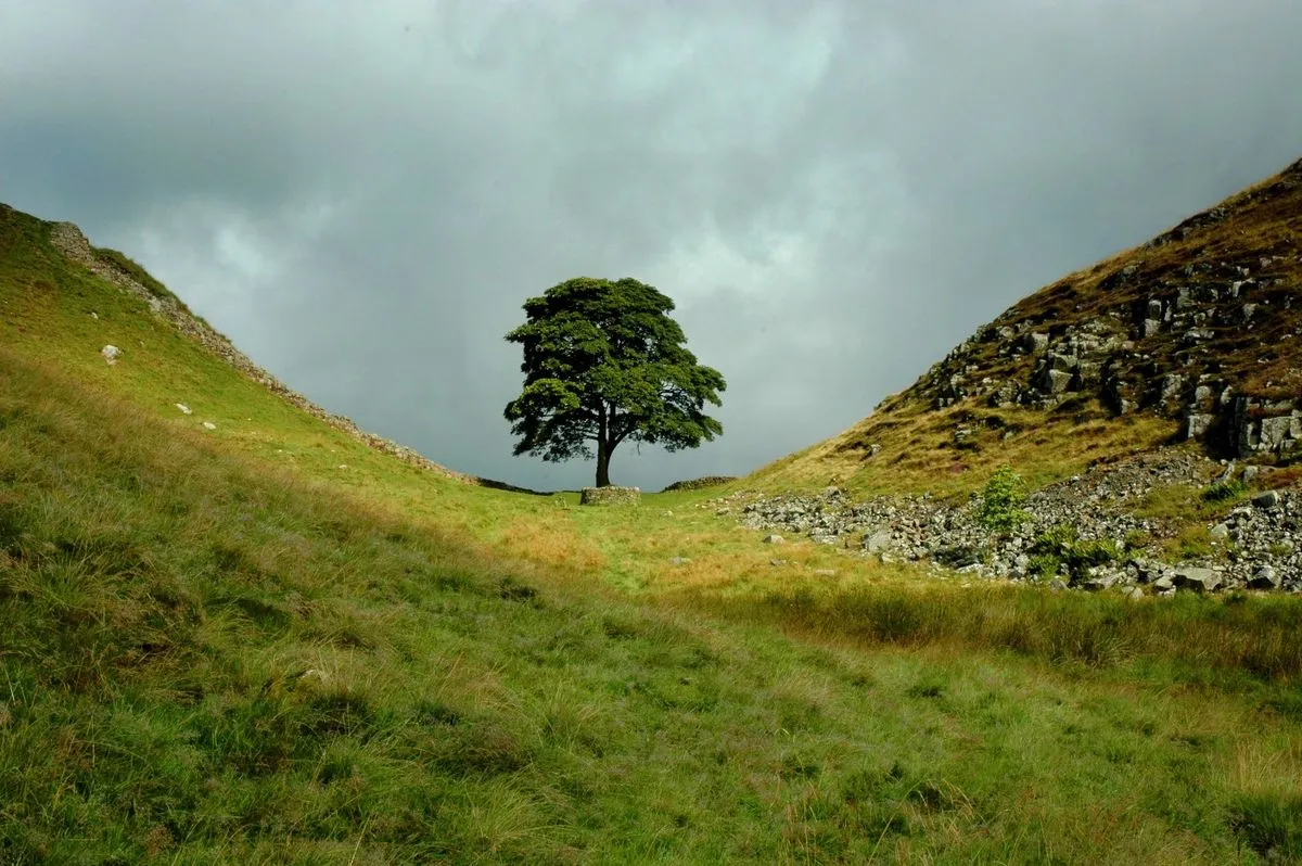 11 Incredible Trees that are Worth Saving the Planet For