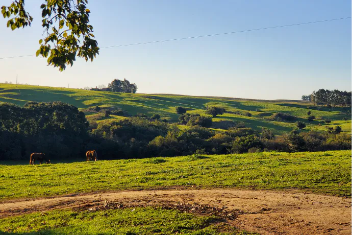 Reviving Grasslands: Restoring South America’s Rangelands