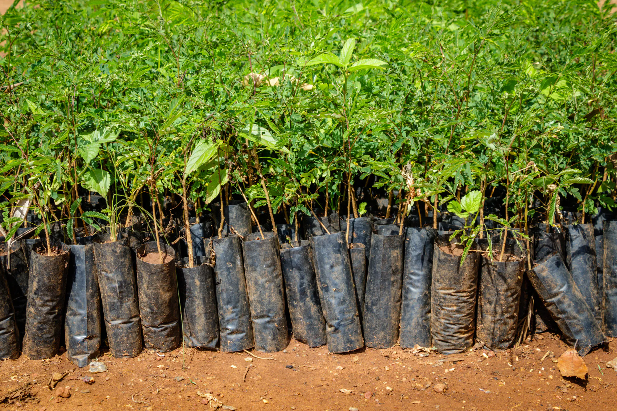Time Tested Forestation in Uganda