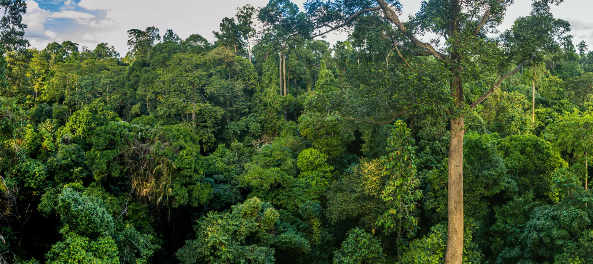 Protecting Malaysia’s Rainforests