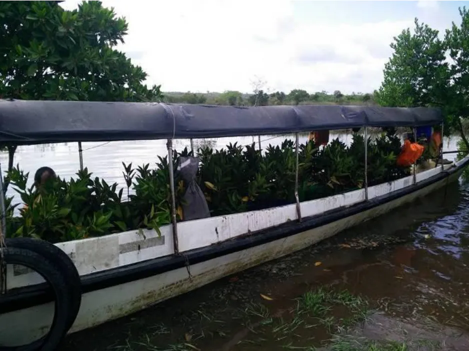 Mangrove Restoration in Myanmar