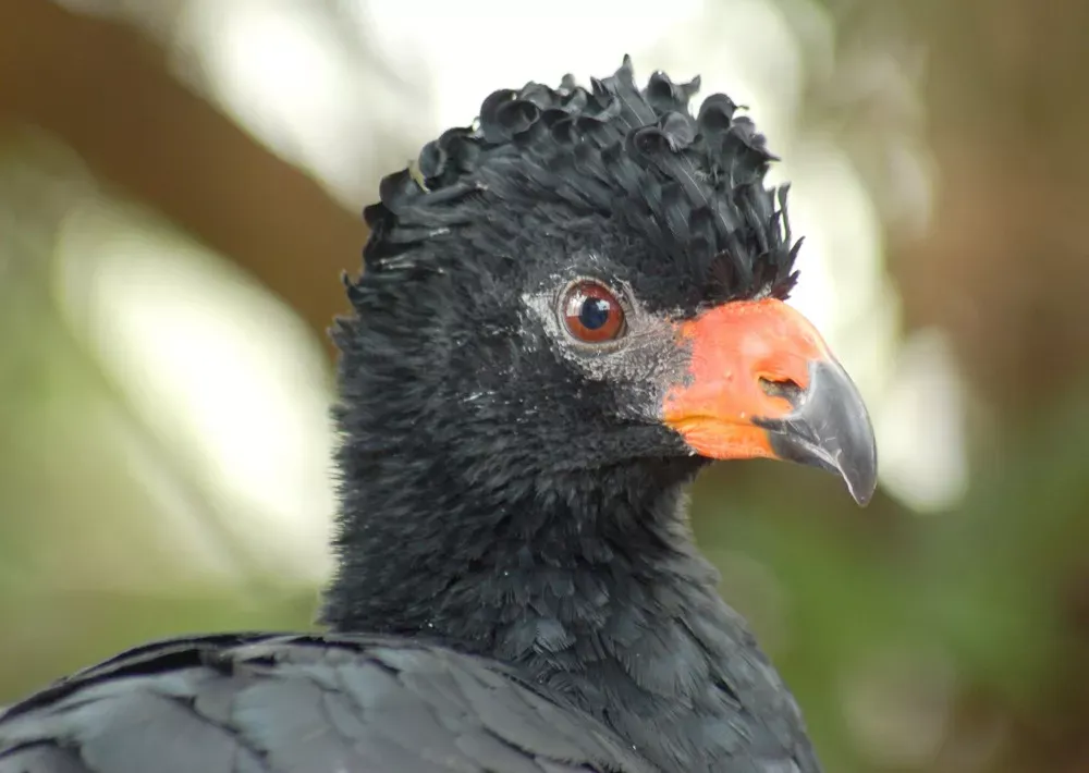 Save the Brazilian Amazon