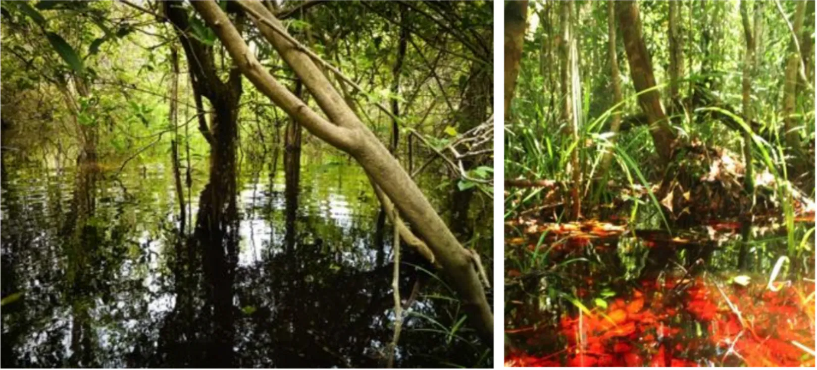 Biodiversity and wetlands reserve project