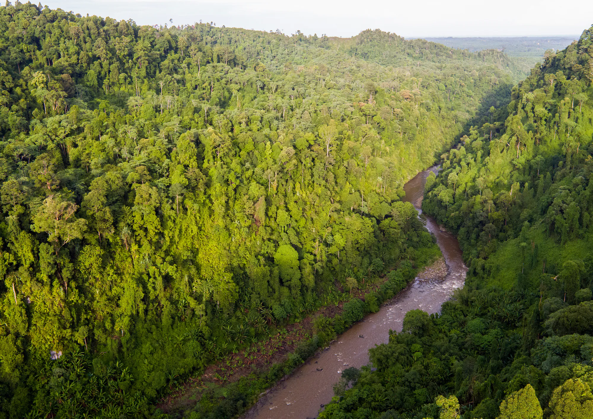 Protect the Leuser Ecosystem on the island of Sumatra