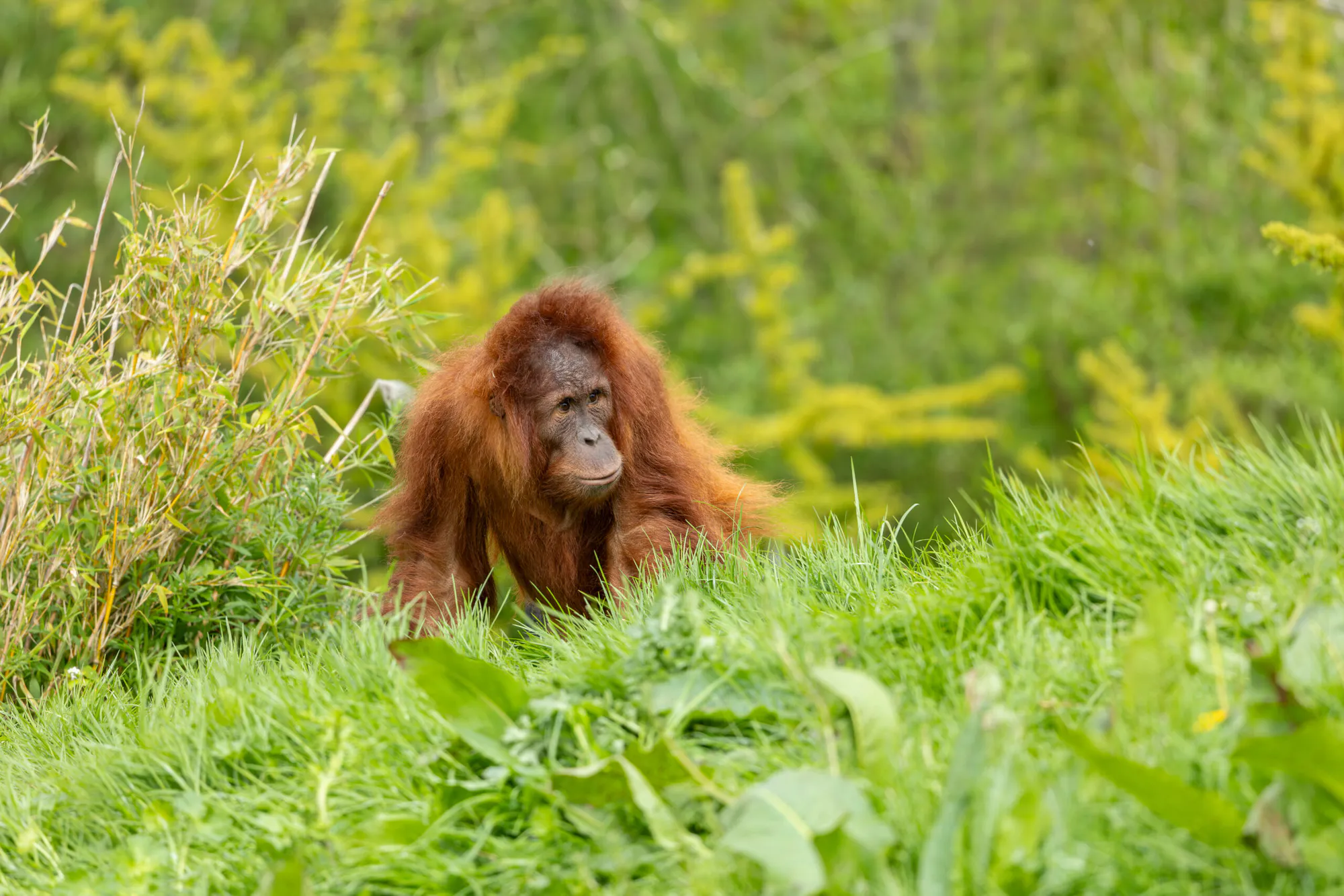 Rimba Raya Biodiversity and Wetland Restoration