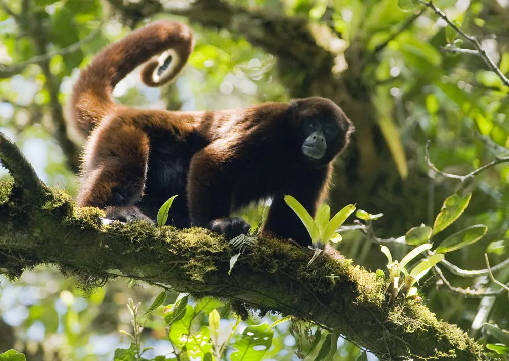 Protecting the Toldopampa Cloud Forest