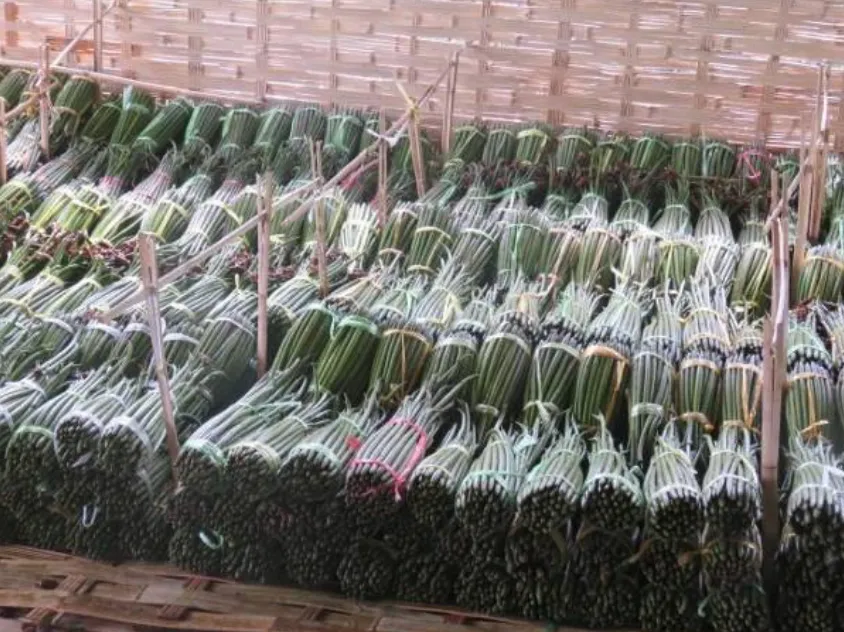 Mangrove Restoration in Myanmar