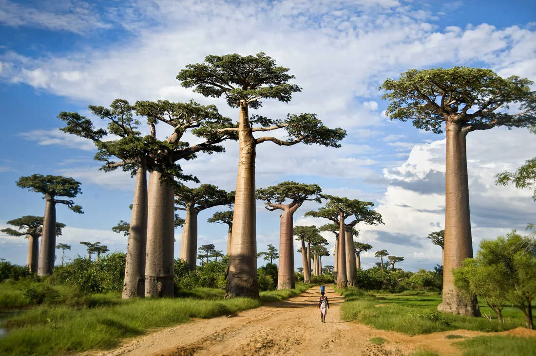 11 Incredible Trees that are Worth Saving the Planet For