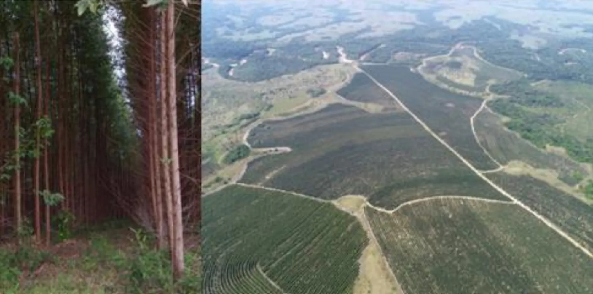 Cumare Carbon Project