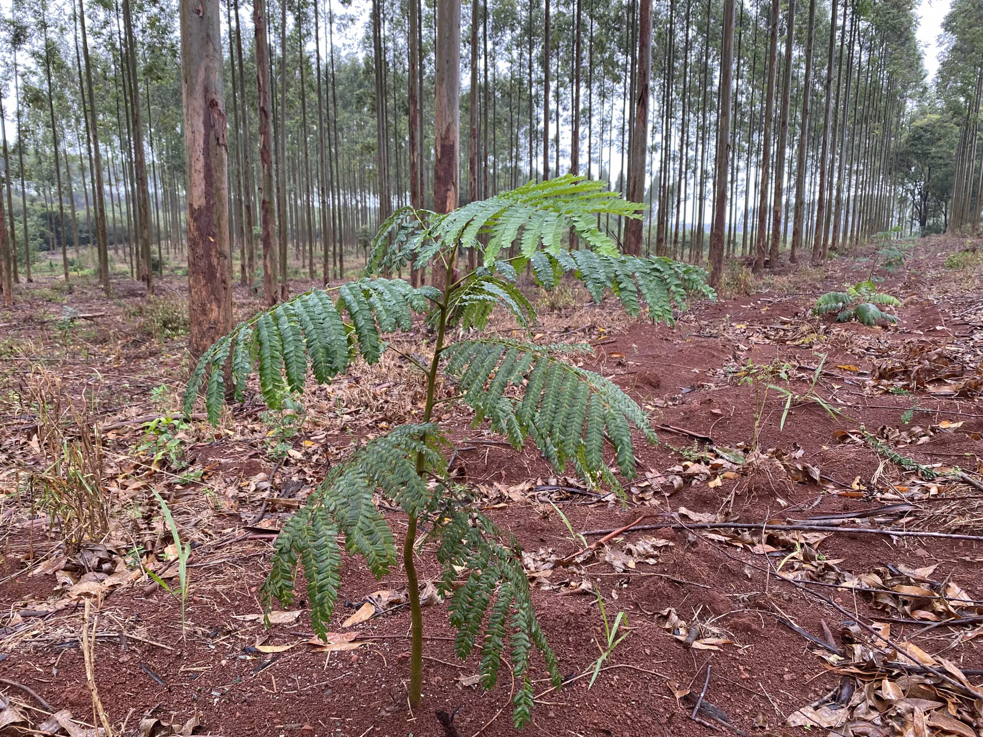 Mixed Planting of Native and Non-Native Species in Paraguay-I