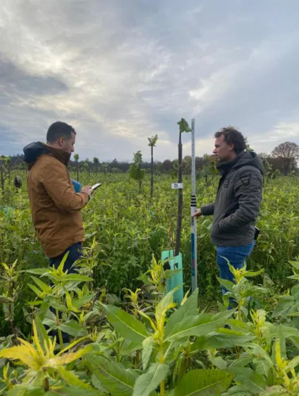 Paulownia Agroforestry in the Netherlands