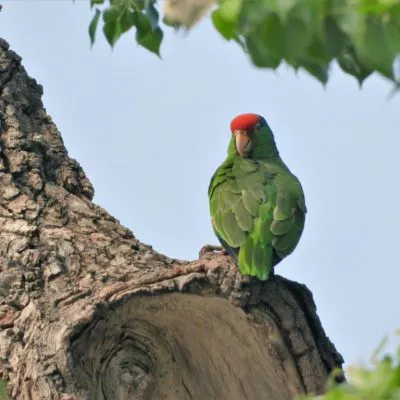 Protect Mexico’s Monarch Corridor in the Sierra Madre Oriental mountains