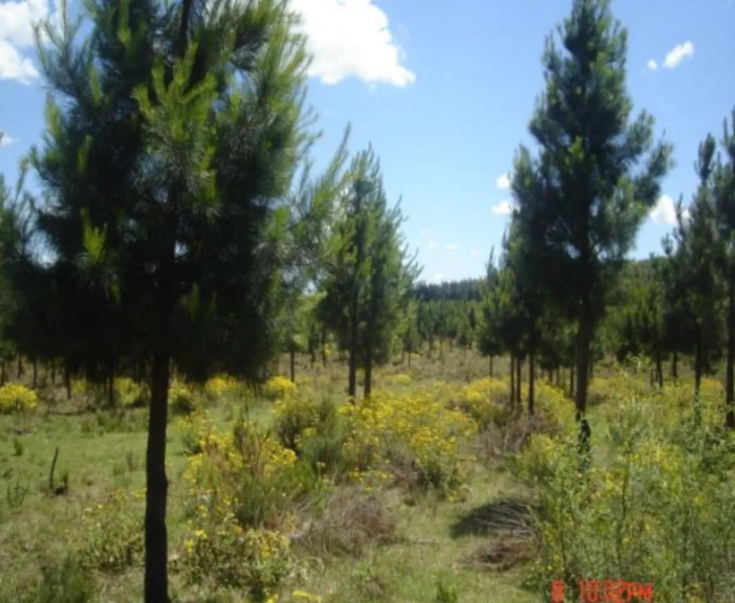 Reforestation of Degraded Grasslands in Uruguay