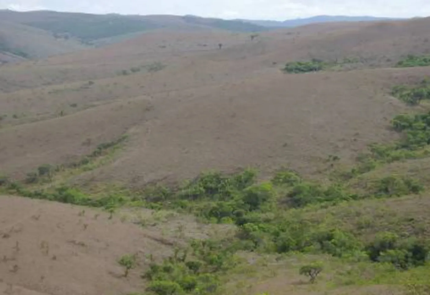 Reforestation of Degraded Grasslands in Uchindile & Mapandaarbon