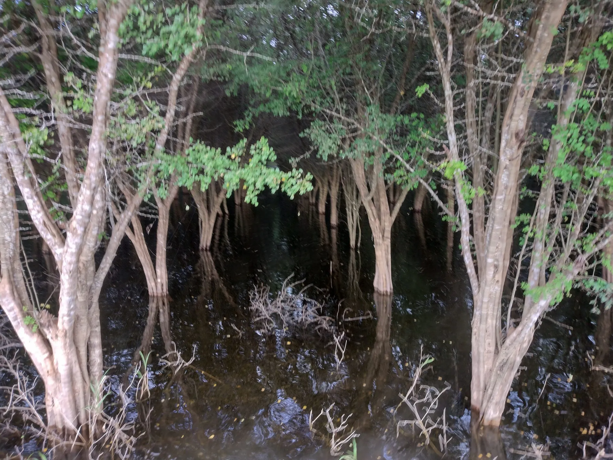 Restoring the Jaguar’s Realm: A Reforestation Initiative in Southeast Mexico