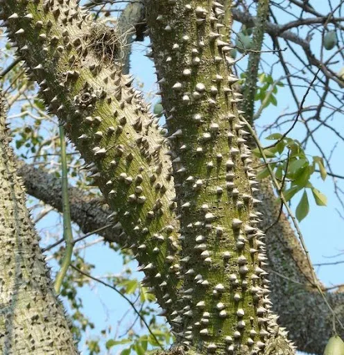11 Incredible Trees that are Worth Saving the Planet For
