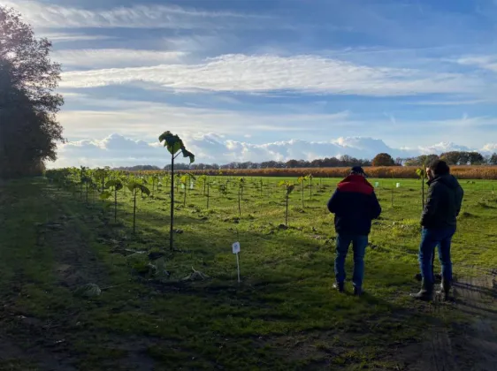 Growing a Greener Future: Paulownia Carbon Sequestration in The Netherlands